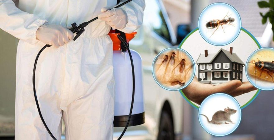 Mahmudiye Böcek İlaçlama