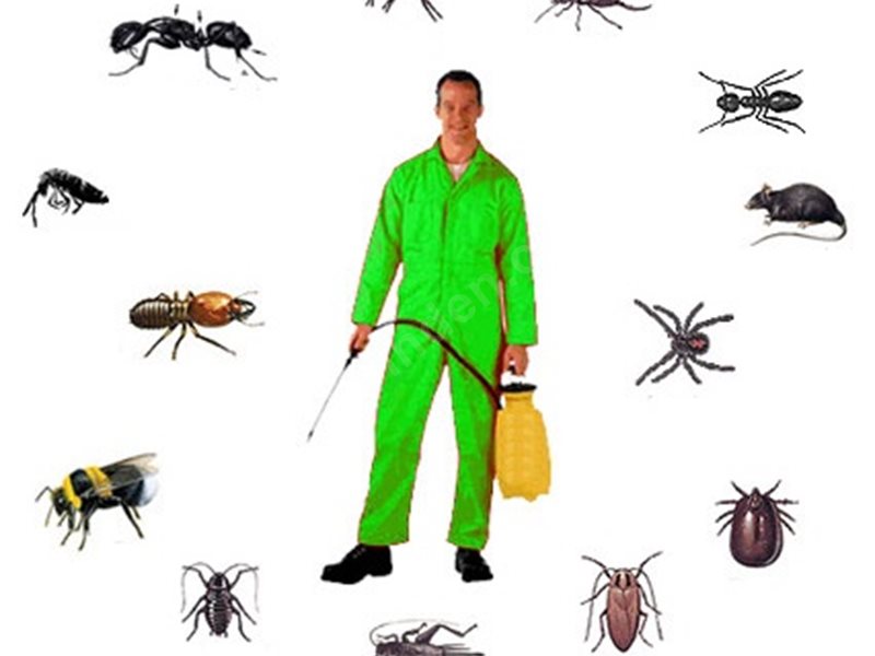 Mahmudiye Böcek İlaçlama